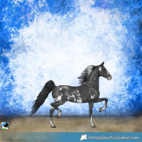 Horse Color:White Spotted Black Mushroom Sabino 