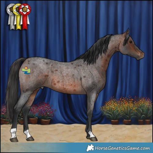 Horse Color:Brown Roan 