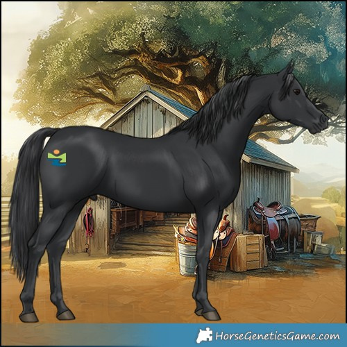 Horse Color:Black 