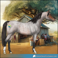 Horse Color:Bay Roan 