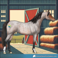 Horse Color:Bay Roan 