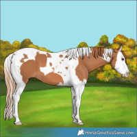 Horse Color:Chestnut Splash Tobiano 