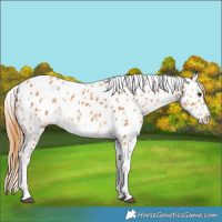 Horse Color:Chestnut Tobiano Near Leopard 