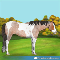 Horse Color:Bay Roan Splash Tobiano 