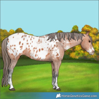 Horse Color:Bay Sabino Appaloosa 