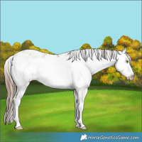 Horse Color:Sable Champagne Sabino Frame Appaloosa 