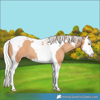 Horse Color:Silver Amber Champagne Splash Tobiano 