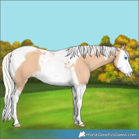 Horse Color:Silver Classic Champagne Splash Tobiano Rabicano 