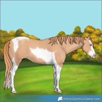 Horse Color:Gold Champagne Splash Tobiano 