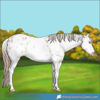 Horse Color:White Spotted Amber Champagne Sabino Frame Near Leopard 