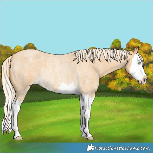 Horse Color:Gold Cream Champagne Roan Splash Rabicano 