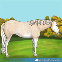 Horse Color:Gold Cream Champagne Roan Splash Rabicano