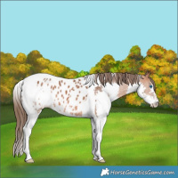 Horse Color:Bay Splash Tobiano Appaloosa