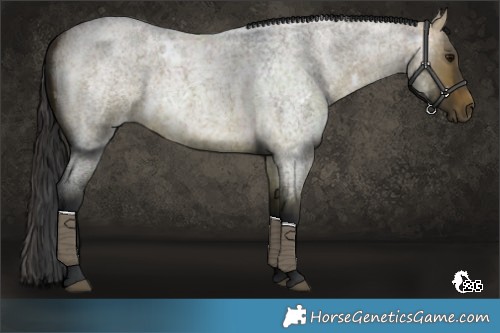 Horse Color:Platinum White Spotted Brown Roan Dun 