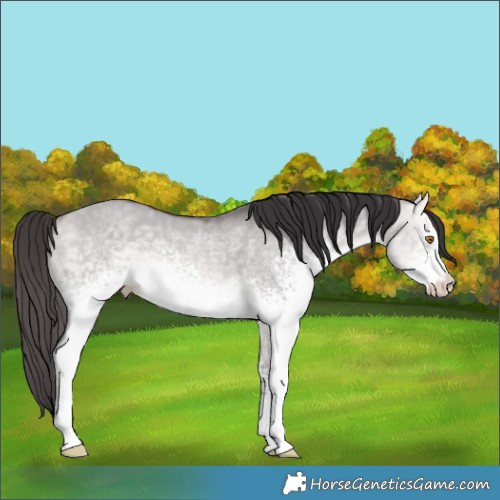 Horse Color:Platinum White Spotted Buckskin Dun Rabicano 