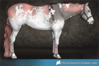 Horse Color:Platinum White Spotted Liver Red Dun Rabicano 