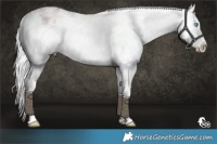 Horse Color:Platinum White Spotted Chocolate Palomino Pearl Varnish 