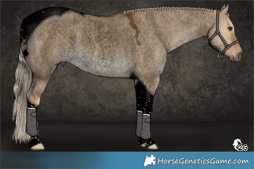 Horse Color:Void Chocolate Palomino Roan Dun Tobiano Rabicano 