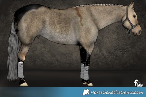 Horse Color:Void Chocolate Palomino Roan Dun Tobiano Rabicano 