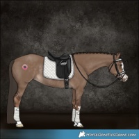 Horse Color:Liver Red Dun Rabicano 