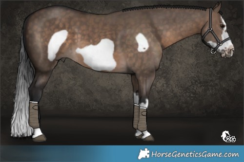 Horse Color:Brown Dun Sabino Splash Frame 