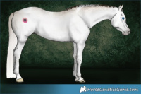 Horse Color:Gray Smoky Grullo Pearl Splash Tobiano 