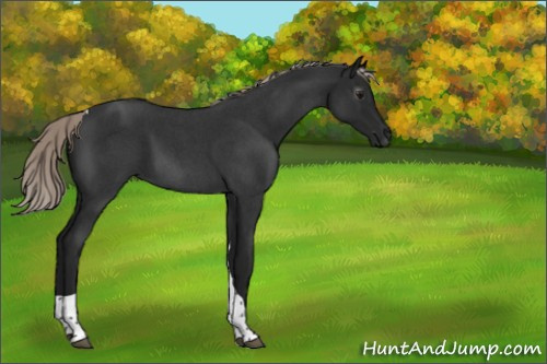 Horse Color:Gray Silver Brown Roan Tobiano Rabicano 