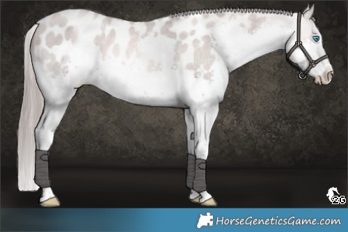 Horse Color:Platinum Liver Red Roan Pearl Splash Appaloosa 