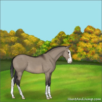 Horse Color:Brown Dun Sabino Splash 