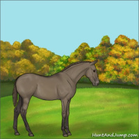 Horse Color:Smoky Grullo Sabino Appaloosa 
