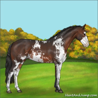Horse Color:Brown Sabino 
