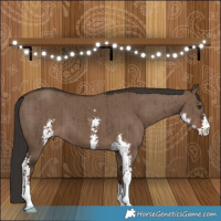 Horse Color:Liver Red Dun Sabino Brindle 