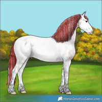 Horse Color:Painted Bay Ice Sabino Splash Appaloosa 