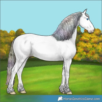 Horse Color:Nacre Bay Ice Dun Sabino Splash Tobiano Appaloosa