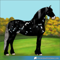 Horse Color:Bay Ice Sabino Splash Appaloosa Rabicano