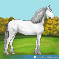 Horse Color:Black Ice Splash Tobiano Appaloosa