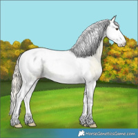Horse Color:Palomino Ice Splash Tobiano Appaloosa Rabicano