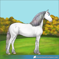 Horse Color:Nacre Bay Ice Dun Sabino Splash Appaloosa