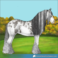 Horse Color:Grullo Ice Sabino Splash