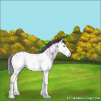 Horse Color:Plaid  Blue Onyx Ice Sabino Splash Appaloosa 