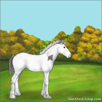 Horse Color:Grullo Sabino Splash Tobiano 