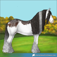 Horse Color:Brown Ice Sabino Splash 