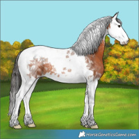Horse Color:Bay Splash Tobiano 