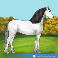 Horse Color:Plaid  Black Ice Splash Appaloosa Rabicano 