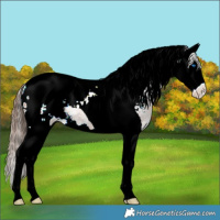 Horse Color:Bay Ice Sabino Splash Tobiano Blanket 