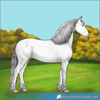 Horse Color:White Spotted Grullo Ice Onyx Splash Tobiano Appaloosa