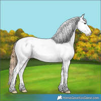 Horse Color:Chestnut Tobiano Appaloosa