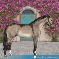 Horse Color:Brown Dun 