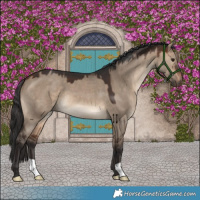 Horse Color:Brown Dun 