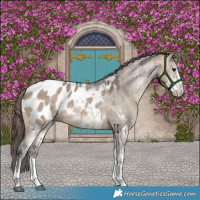 Horse Color:White Spotted Brown Dun Appaloosa Brindle 